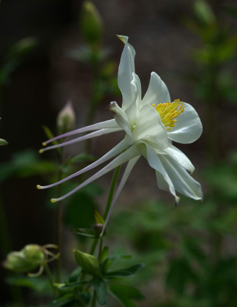 Aquilegia caerulea Kristall (1492)